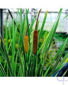 Typha latifolia Variegatus - Buntblättriger Rohrkolben