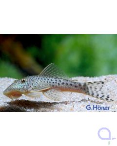 L146 - Gebirgsharnischwels - Chaetostoma sp.