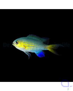 Chromis viridis