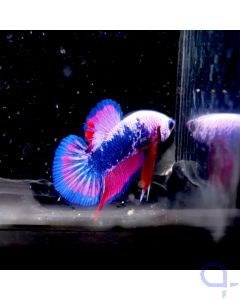 Kampffisch Halfmoon Plakat "Deluxe" Paar - Betta splendens