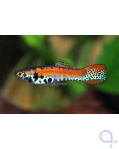 Endler Guppy - Roter Tiger - Poecilia wingei Paar