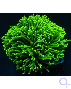 Euphyllia glabrescens "Toxic Green"