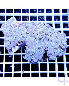 Euphyllia ancora "Ghost"