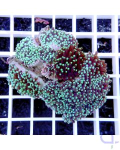 Euphyllia glabrescens "Black Torch"