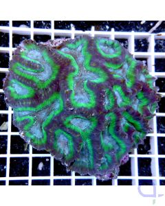 Oulophyllia crispa Splitcolor Premium