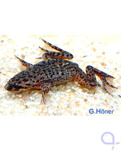 Zwergkrallenfrosch, Hymenochirus boettgeri