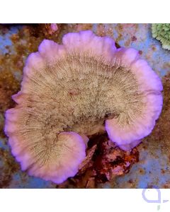 Montipora delicatula - Lila Rand Ableger