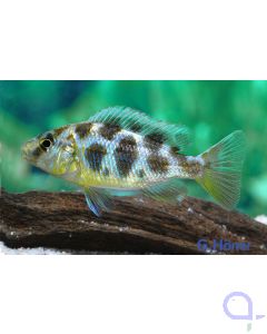 Giraffenbarsch - Pfauenmaulbrüter - Nimbochromis venustus