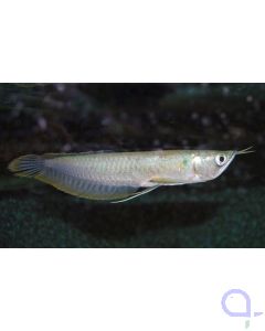 Silber Arowana - Osteoglossum bicirrhosum