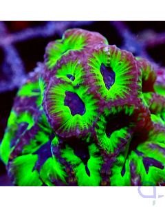 Oulophyllia bennettae-1-VvH