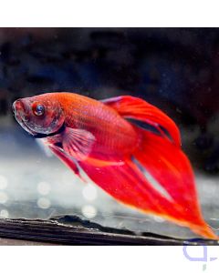 Kampffisch Veiltail "Red Flame" - Betta splendens