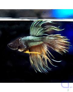 Kampffisch Crowntail Flashlight - Betta splendens