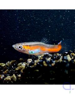 Endler Guppy - Orange Line Halfback - Poecilia wingei - Männchen