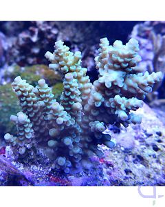 Acropora - Light Green #28