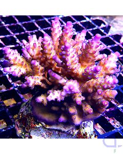 Acropora divaricata #90