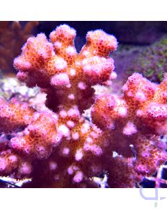 Pocillopora damicornis Pink Ableger