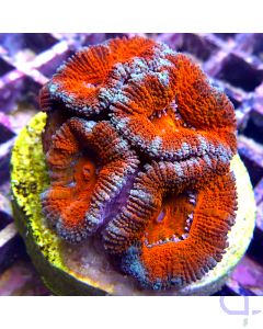 Acanthastrea premium - Red #83