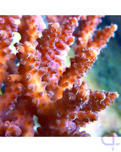 Acropora - Rot #19