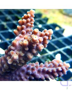 Acropora - Lila #08