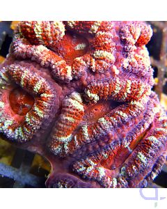 Acanthastrea lordhowensis - Red #43