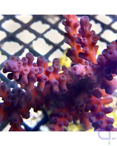 Acropora - Dark Red #88