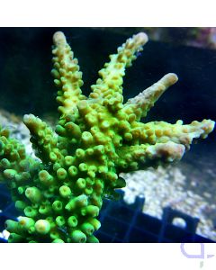 Acropora - Toxic Green #77