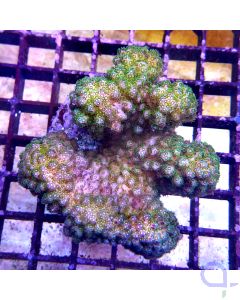 Pocillopora damicornis Grün Gelb