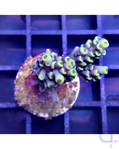 Acropora - Yellow #72