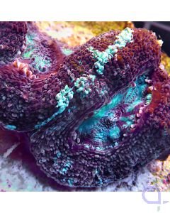 Acanthastrea bowerbanki - Ice Stripe #B-6