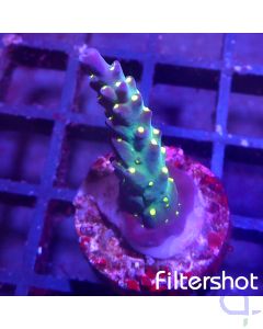 Acropora - Tricolor #22