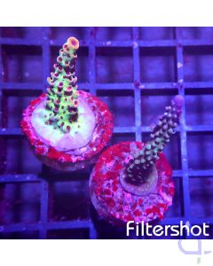 Acropora Set #07