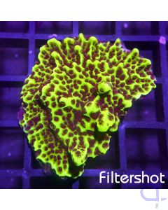 Montipora confusa - Mikroporenkoralle