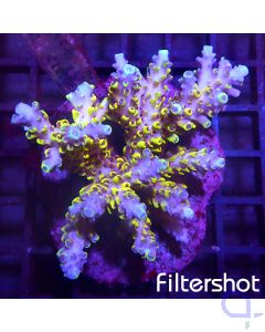 Acropora sp - Ultra Color #174