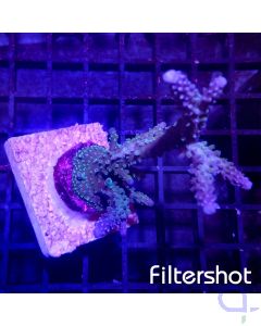 Acropora Blue Staghorn