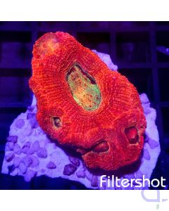 Acanthastrea bowerbanki Ultra - Red #36