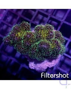 Pocillopora - Green Glow 