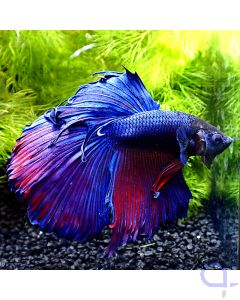 Kampffisch Halfmoon Blau-Lila - Männchen - Betta splendens