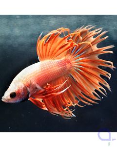 Kampffisch Crowntail Männchen - Betta splendens