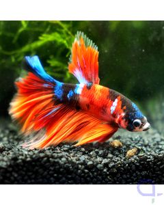 Kampffisch Halfmoon- Koi - Betta splendens - Ansicht