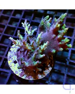 Acropora - Ocean Blue - Filter