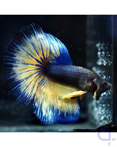 Kampffisch Halfmoon - Blue Gold - Betta Splendens *16