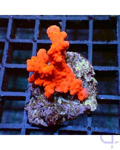 Montipora setosa - Red - Filter - VvH