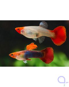 Guppy Red Cap Brazil - Paare