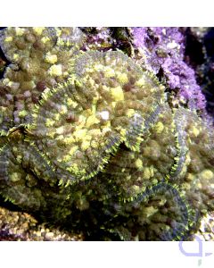 Rhodactis sp. grüne gelb - Scheibenanemone 