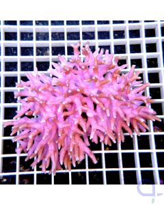 Seriatopora caliendrum Pink XL #37