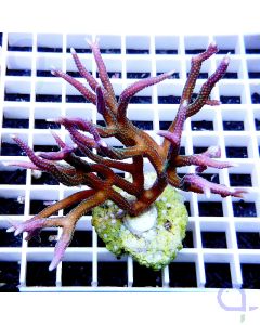 Seriatopora hystrix "Green on Pink" L