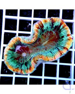 Trachyphyllia Rainbow Ultra