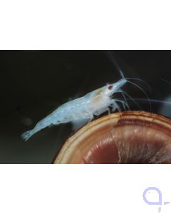 White Pearl Garnele	Neocaridina palmata 