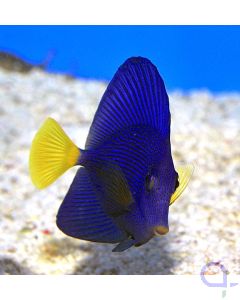 Zebrasoma xanthurum TANKBRED - Rotmeer Doktorfisch Nachzucht