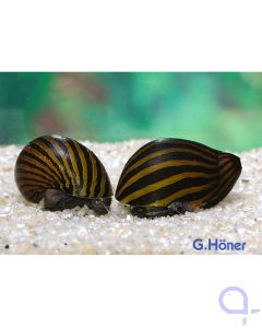 Zebra Rennschnecke - Neritina coromandeliana